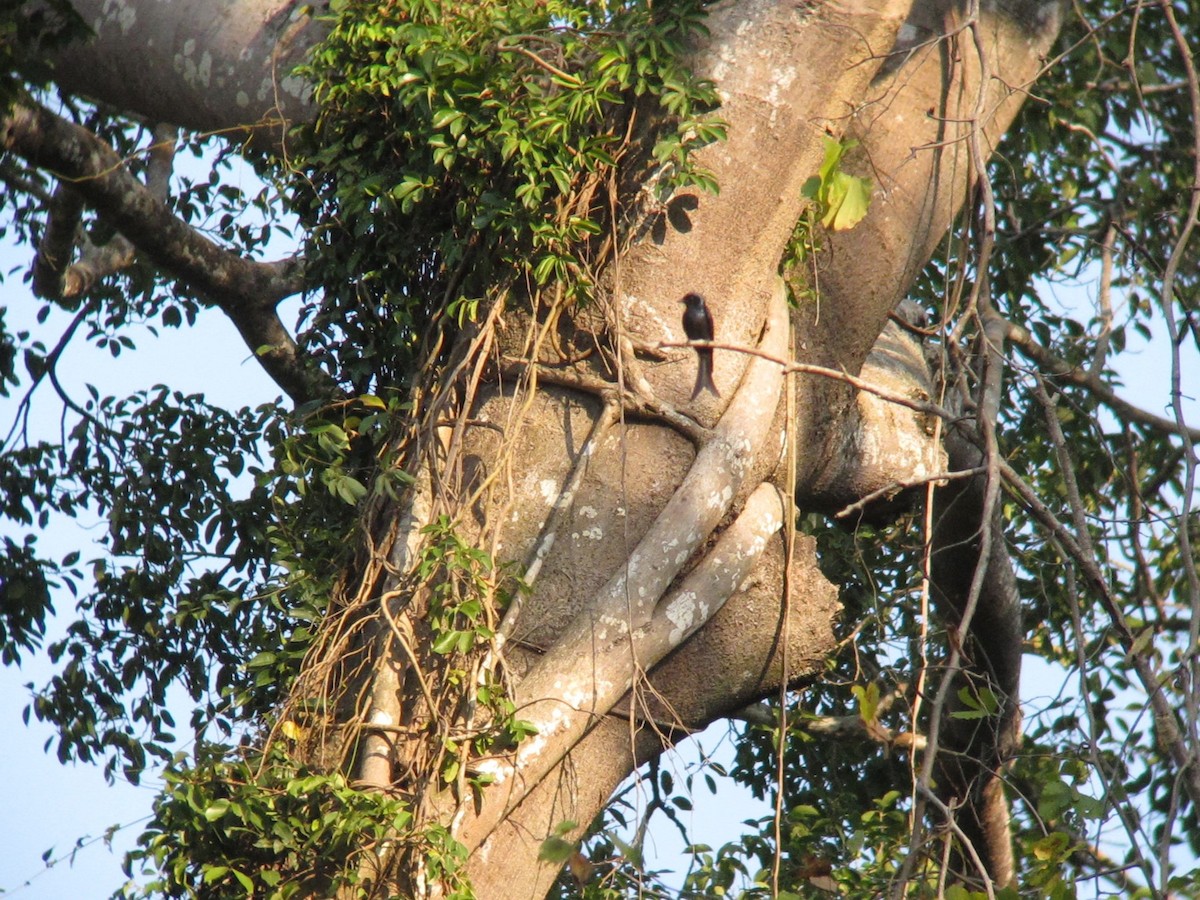 Bronzed Drongo - ML612523624