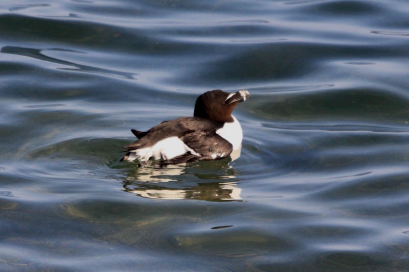 Razorbill - ML612523630