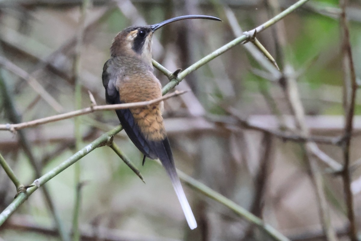 Long-billed Hermit (Central American) - ML612523697