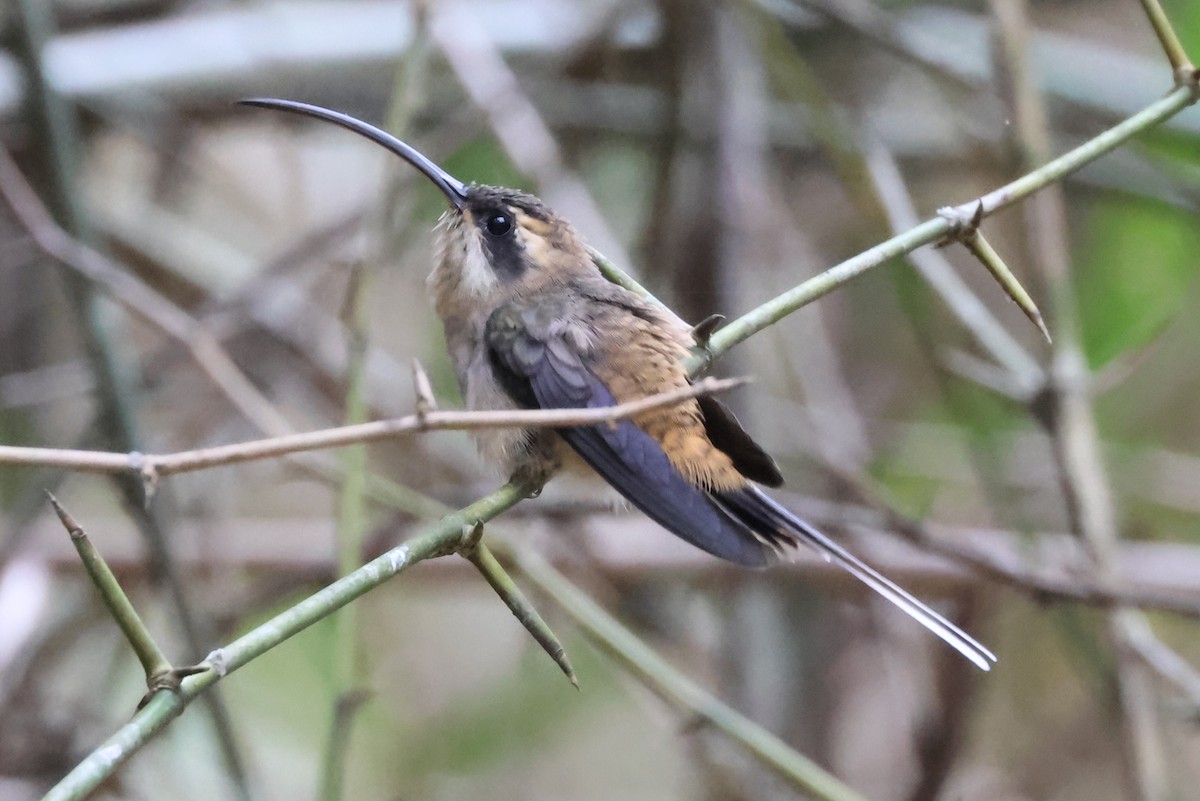 Long-billed Hermit (Central American) - ML612523700