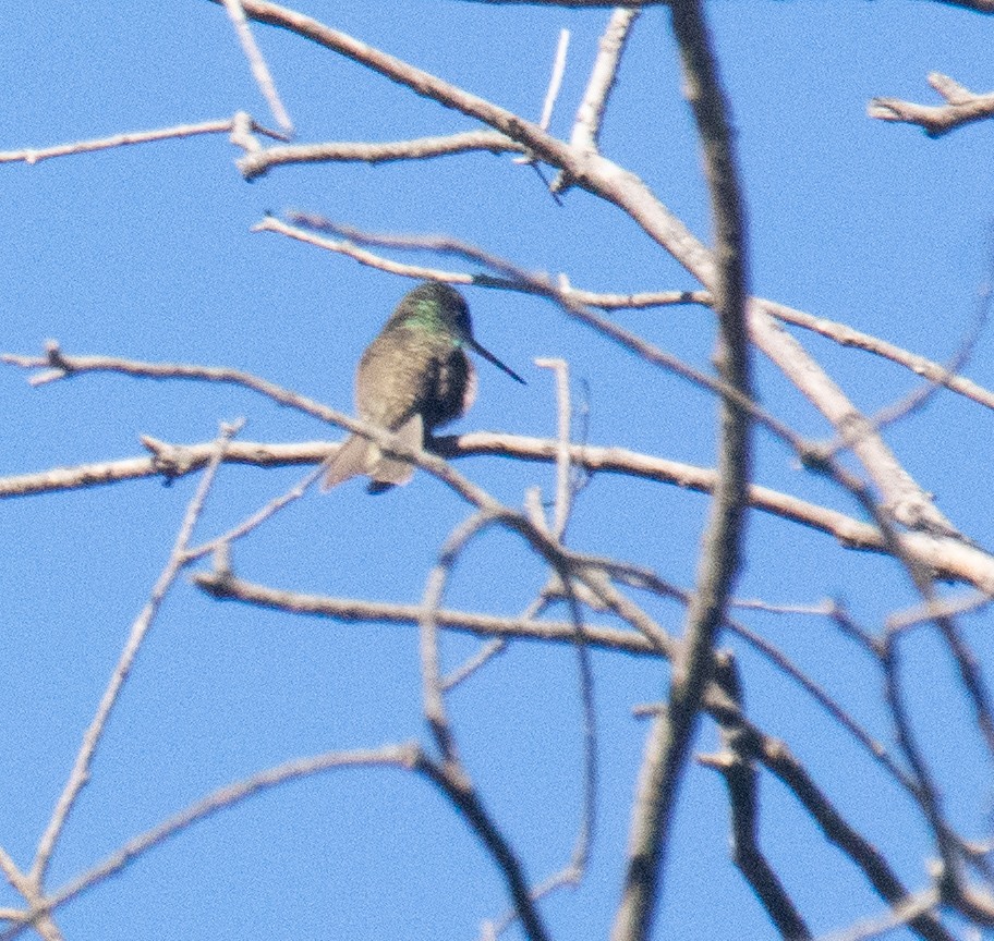 ソライロボウシエメラルドハチドリ（cyanocephala） - ML612523709