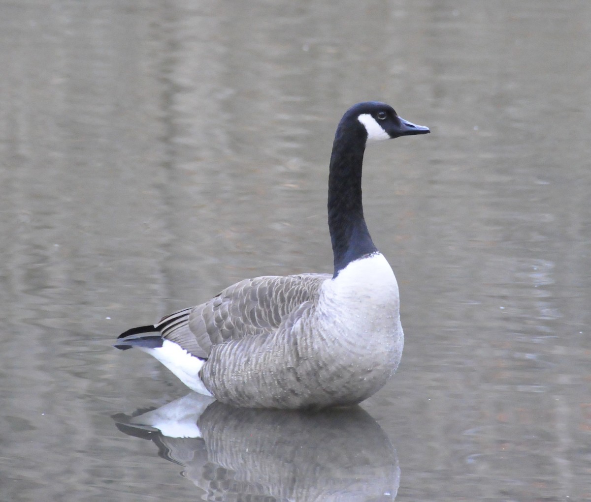 Canada Goose - ML612523859