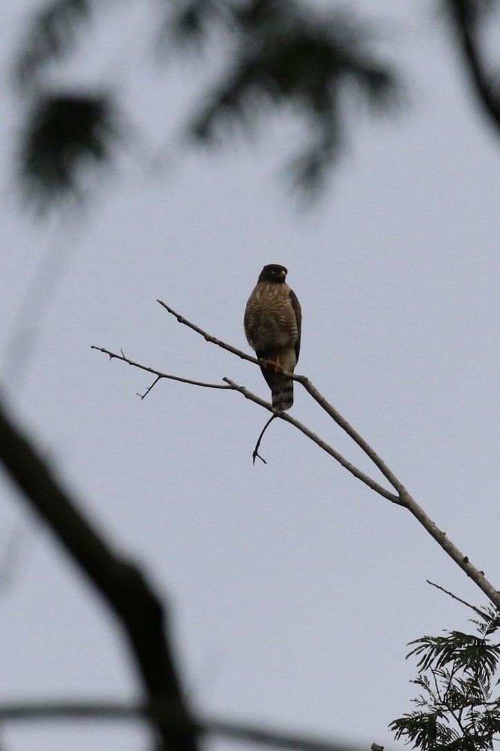 Roadside Hawk - ML612523906