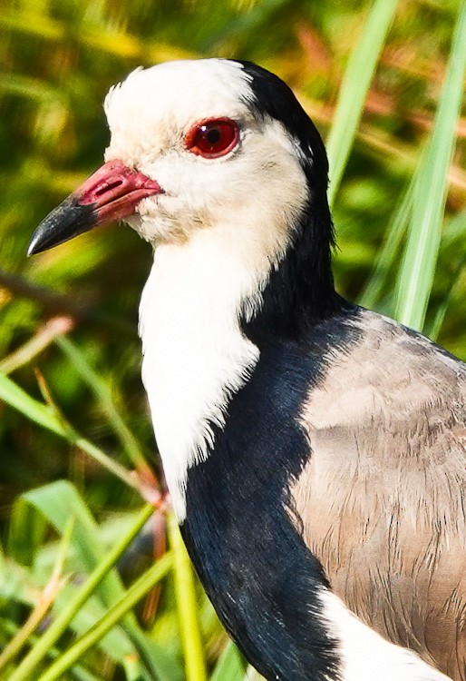 Vanneau à ailes blanches - ML612523959