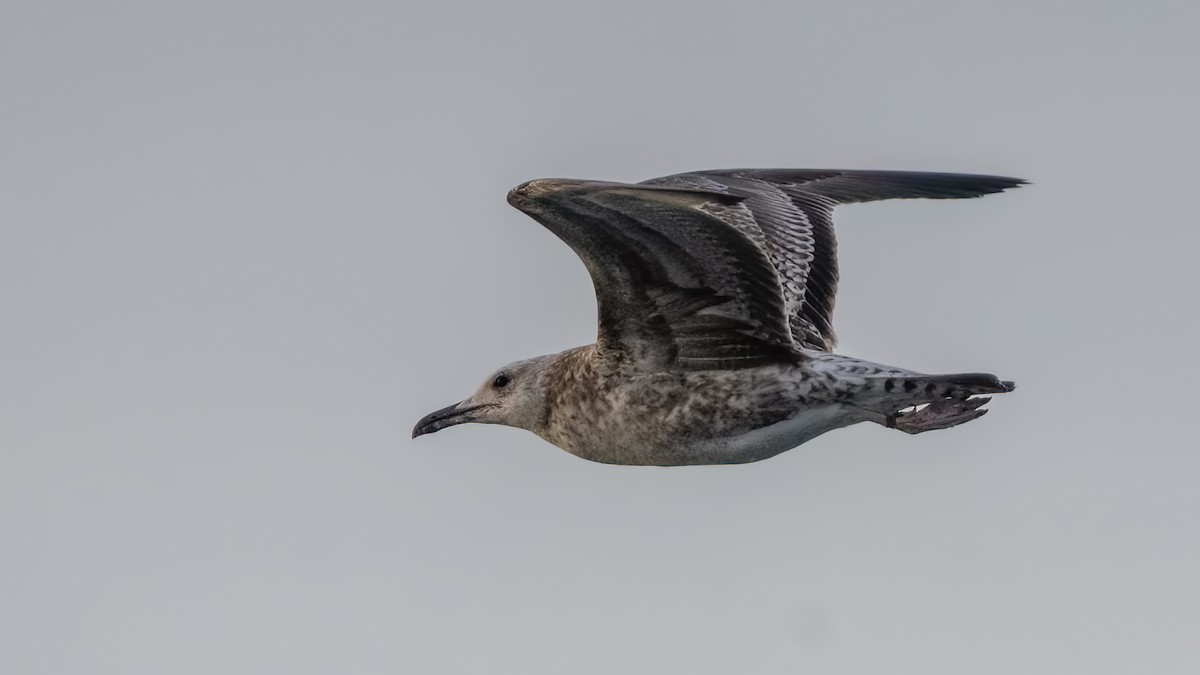 Caspian Gull - ML612523971