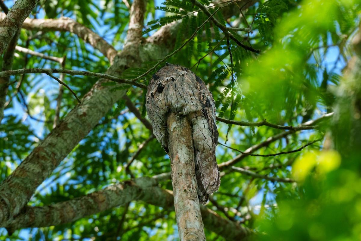 Northern Potoo - ML612524046