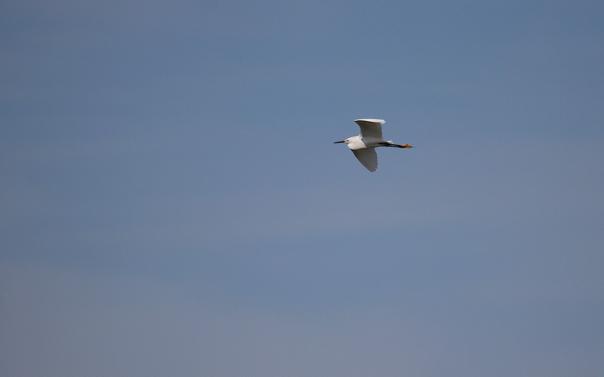 Snowy Egret - Diego Trillo