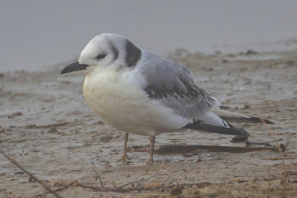 Mouette tridactyle - ML612524090
