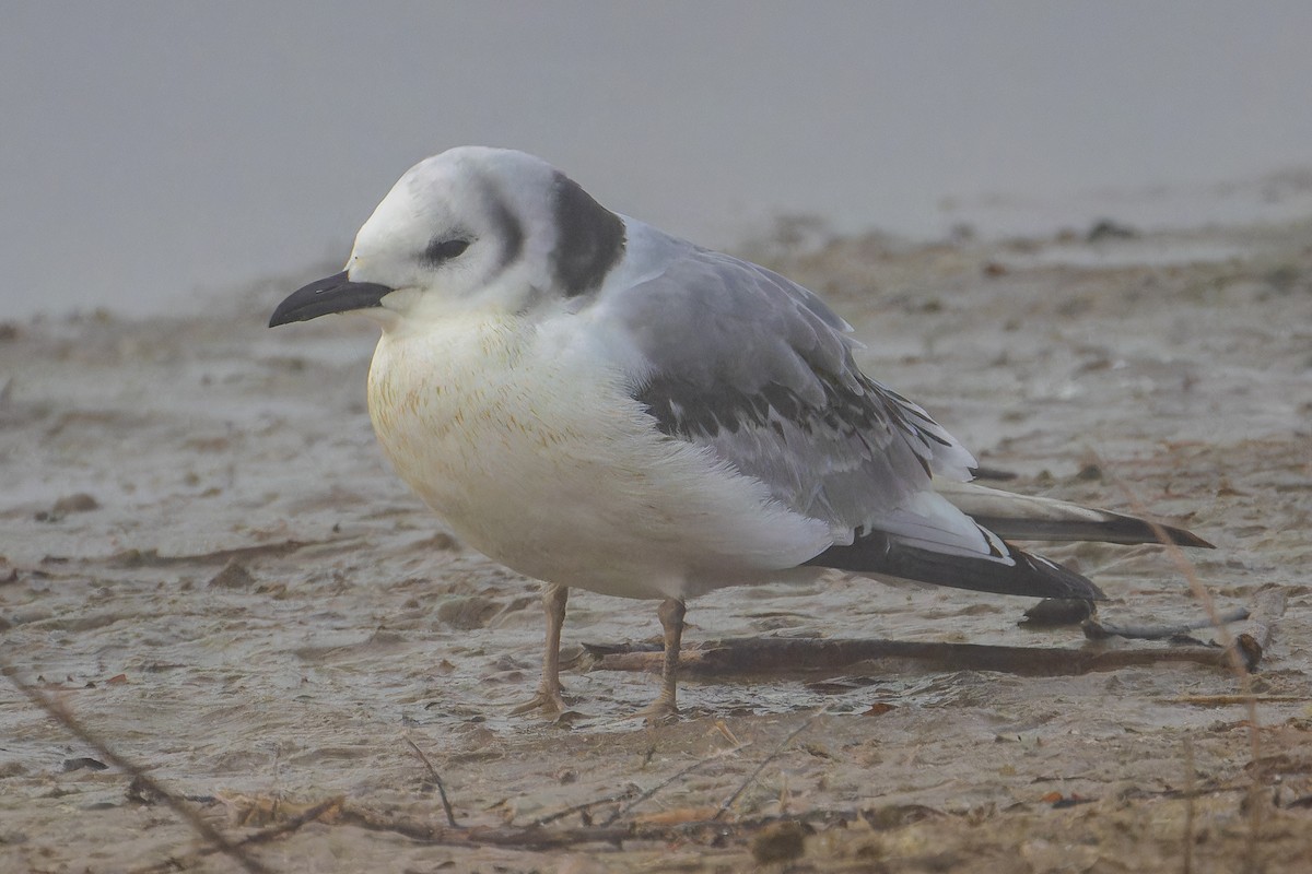 Black-legged Kittiwake - ML612524090