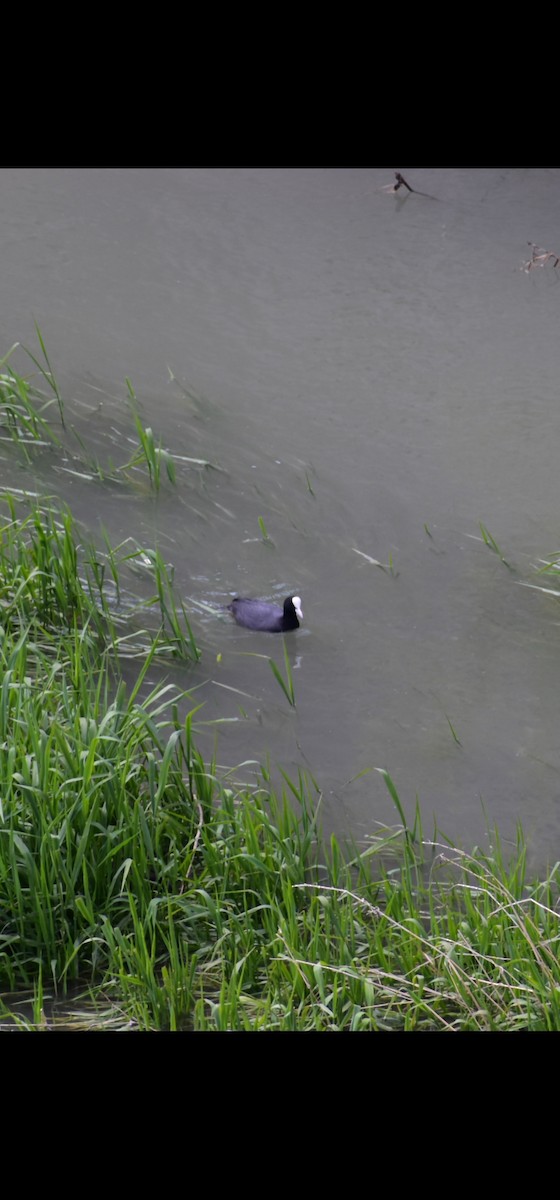 Eurasian Coot - ML612524182