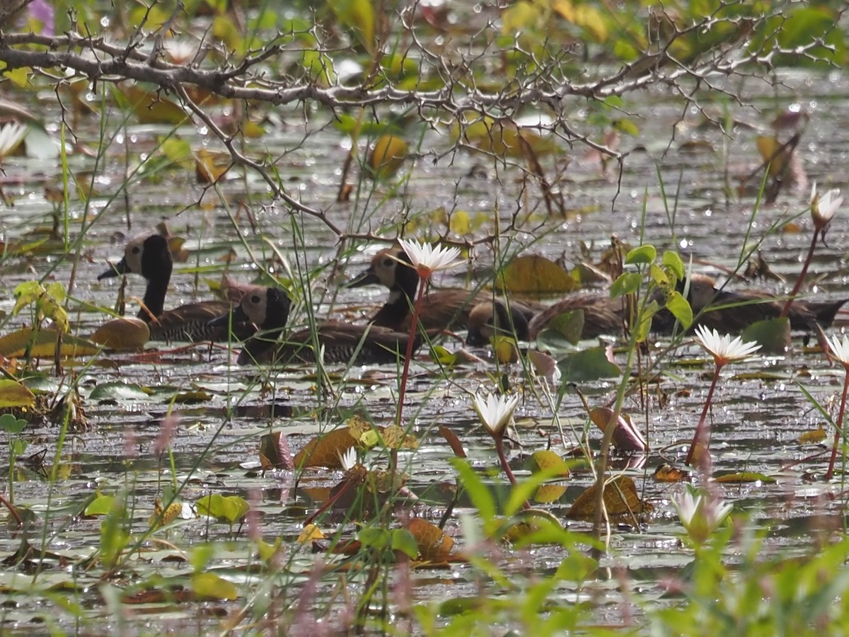 White-faced Whistling-Duck - ML612524203