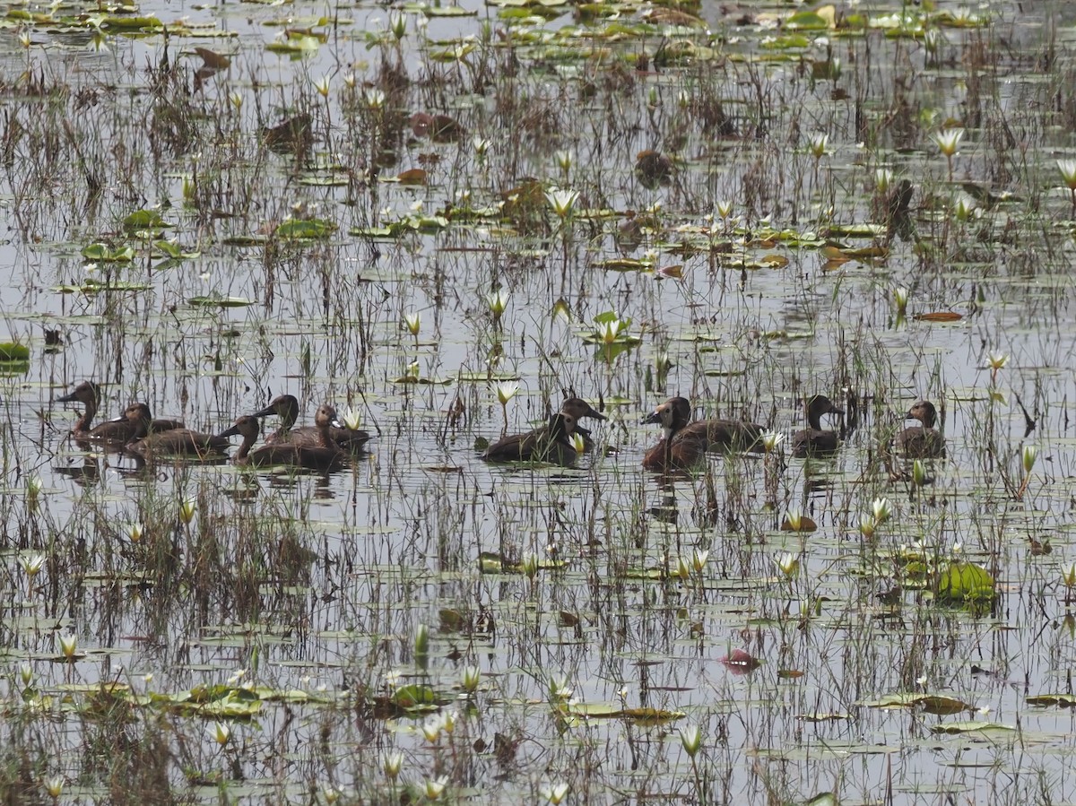 White-faced Whistling-Duck - ML612524205