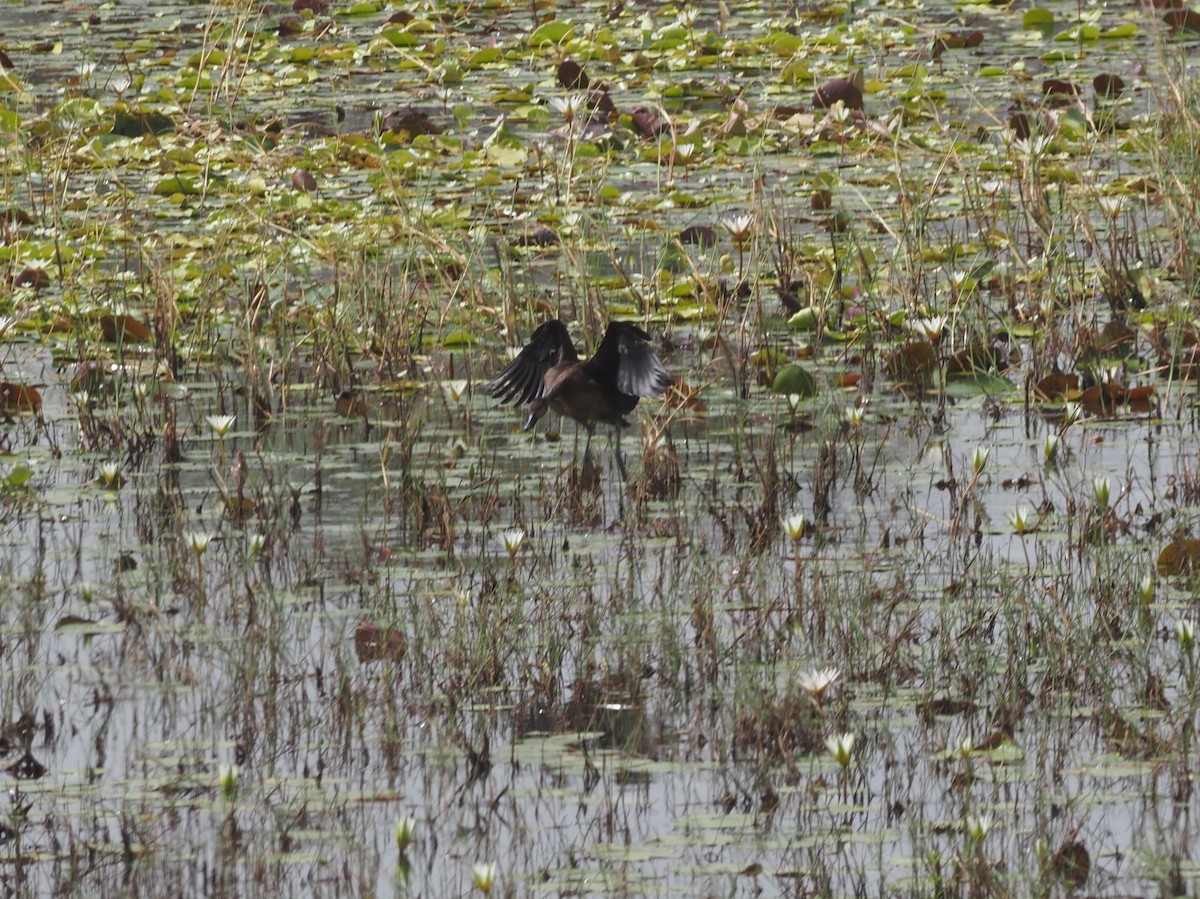 White-faced Whistling-Duck - ML612524207