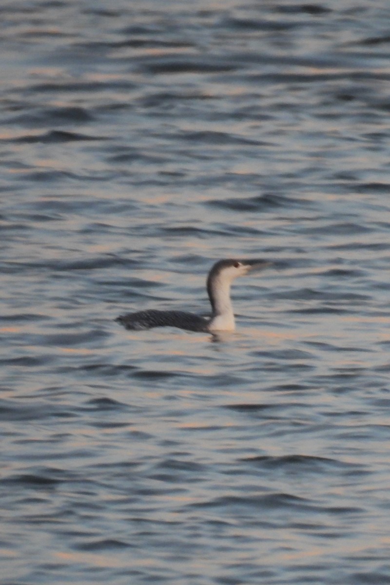 Red-throated Loon - ML612524245