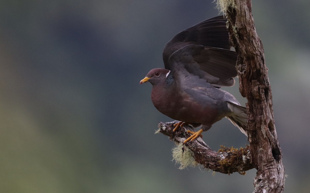 Band-tailed Pigeon - Lilli Jahn