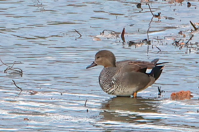 Gadwall - ML612524328