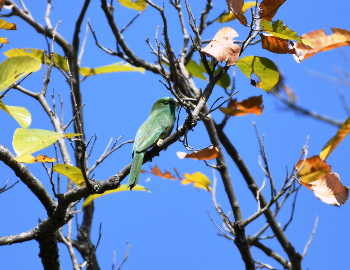 Blue-bearded Bee-eater - ML612524347