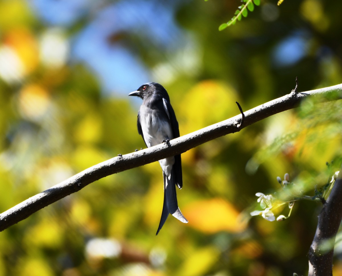 White-bellied Drongo - ML612524406