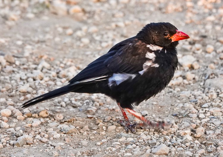 Red-billed Buffalo-Weaver - ML612524417