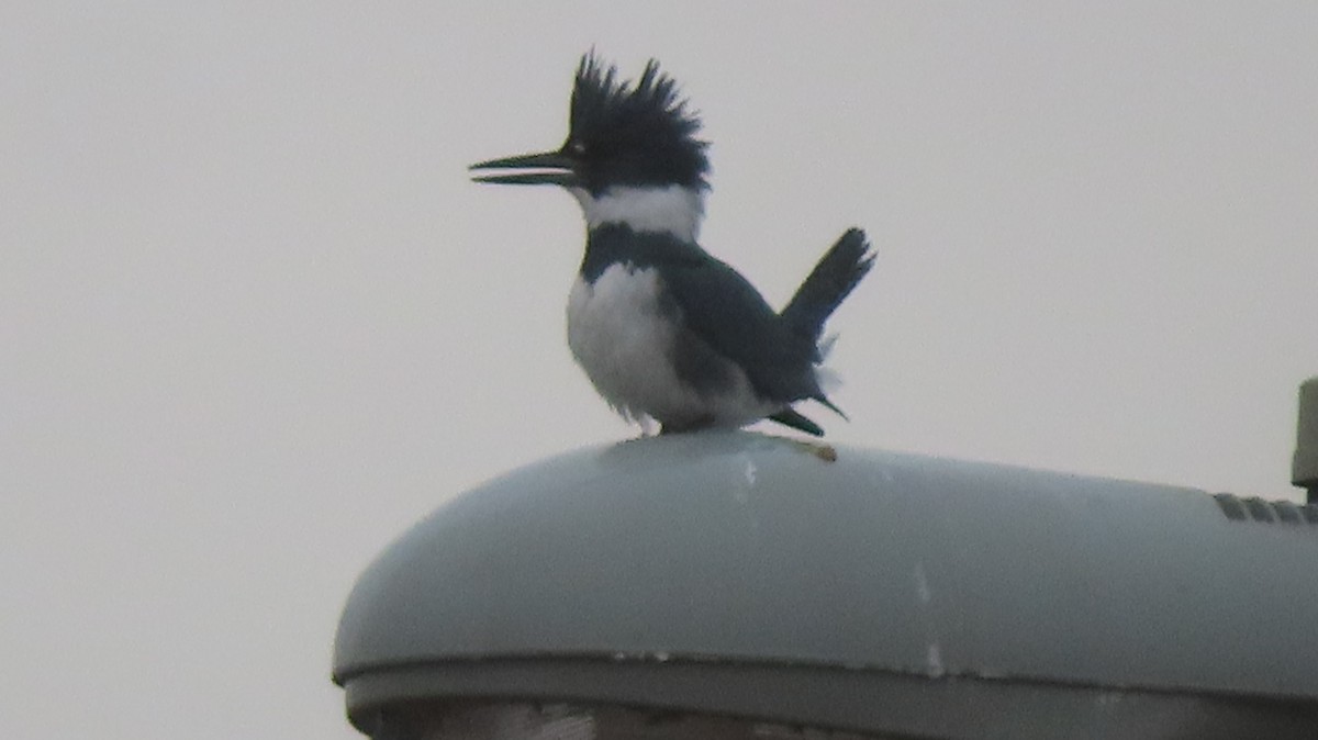 Belted Kingfisher - ML612524445