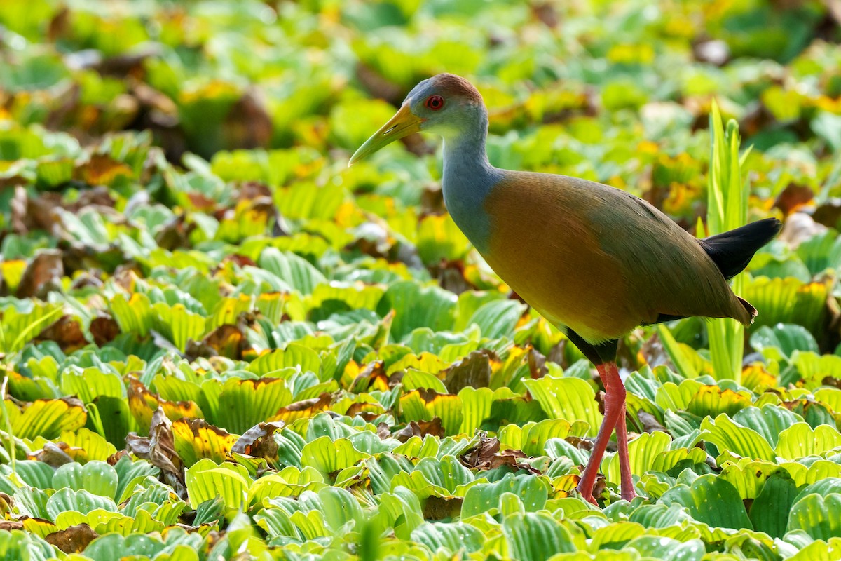 Russet-naped Wood-Rail - Cyril Duran