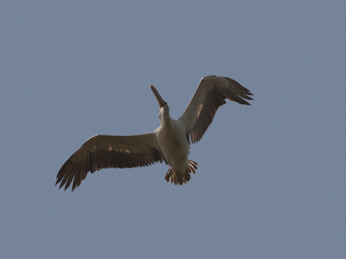 Pink-backed Pelican - ML612524467