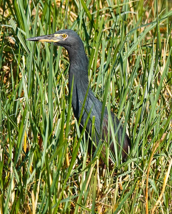 Rufous-bellied Heron - ML612524497