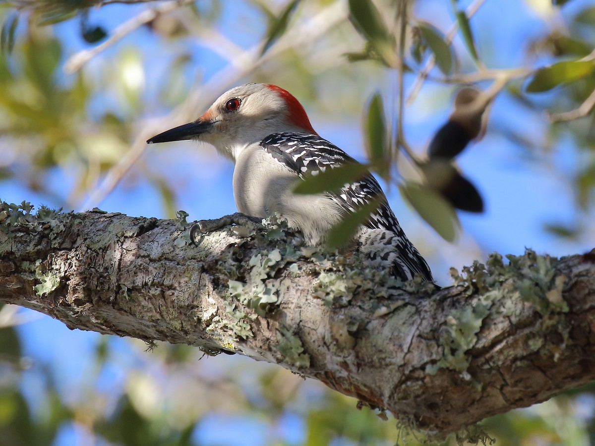 Red-bellied Woodpecker - ML612524568