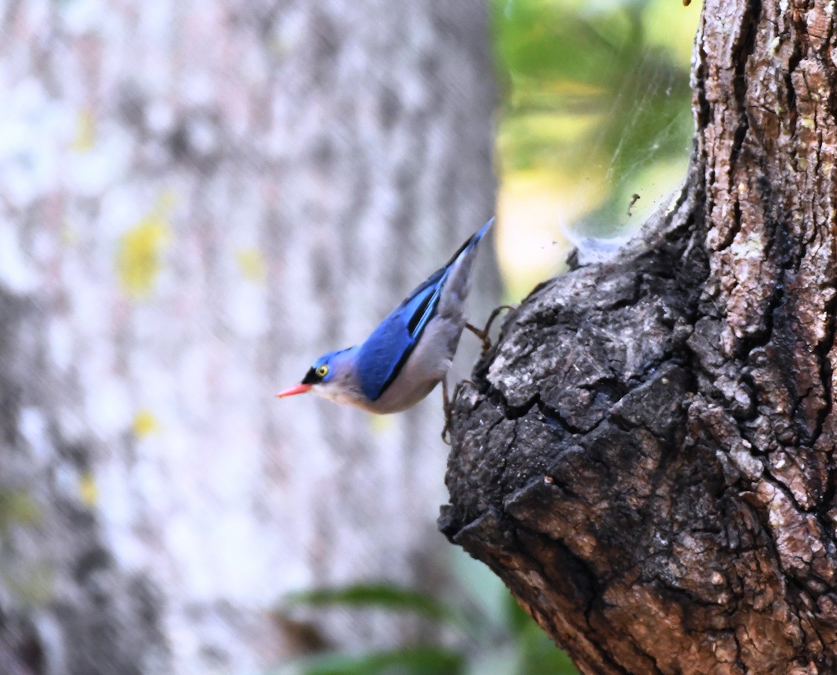 Velvet-fronted Nuthatch - ML612524634