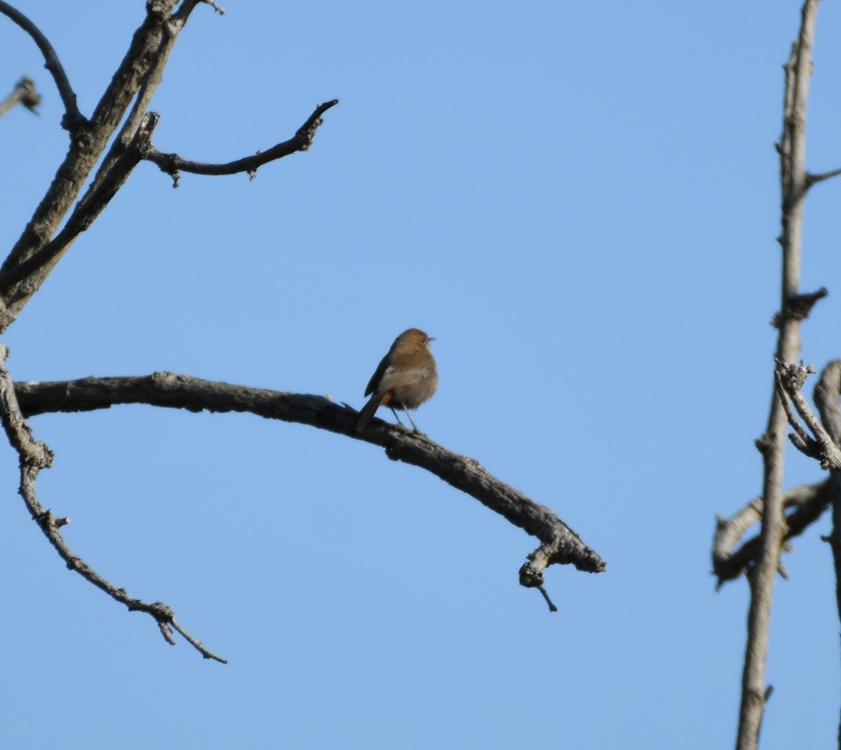 Indian Robin - ML612524636