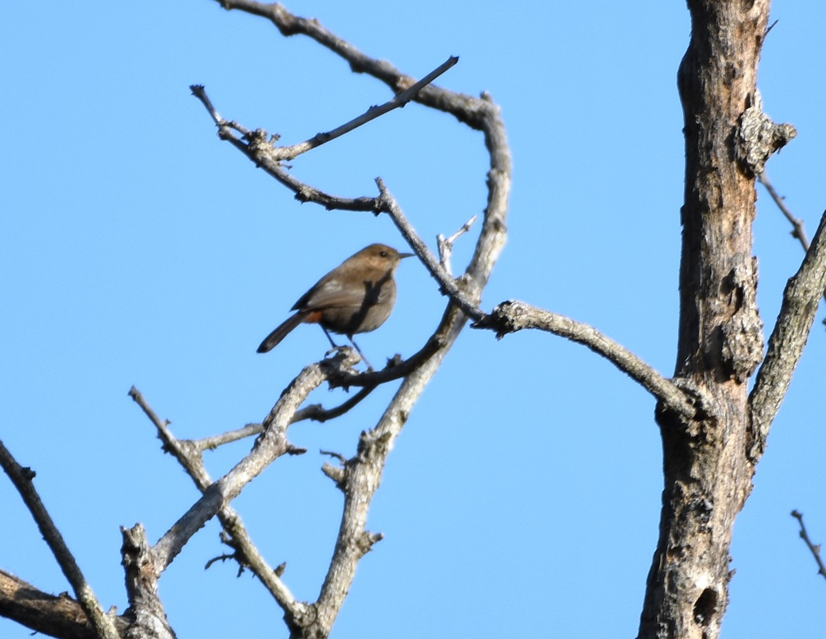Indian Robin - ML612524637