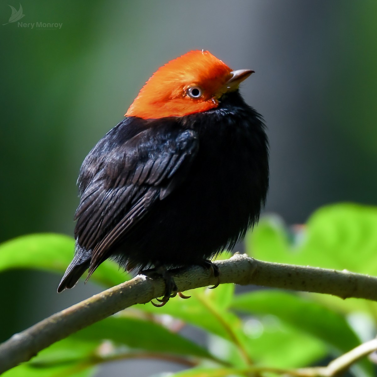 Red-capped Manakin - ML612524652