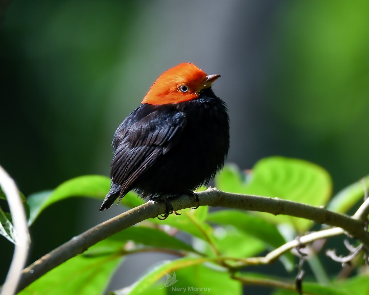 Red-capped Manakin - ML612524653