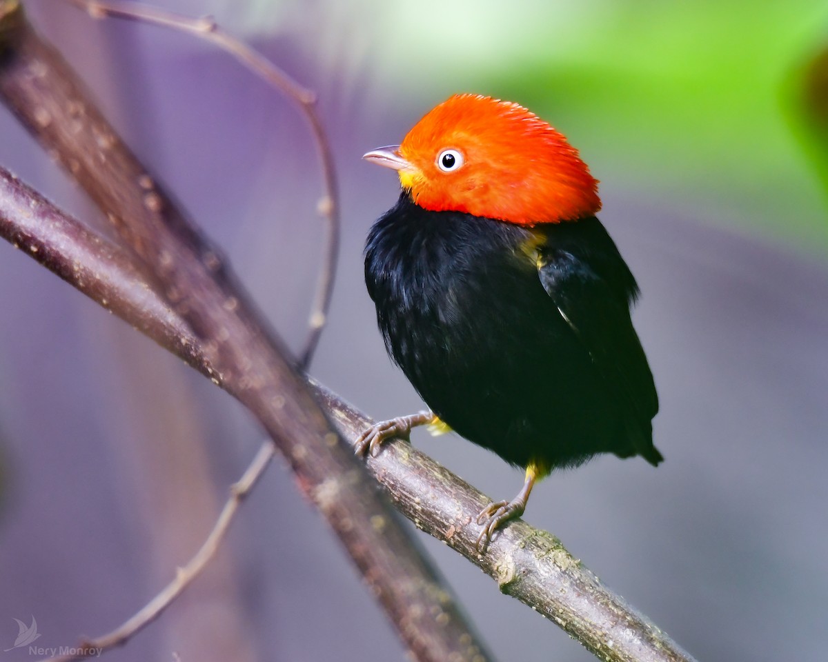 Red-capped Manakin - ML612524654