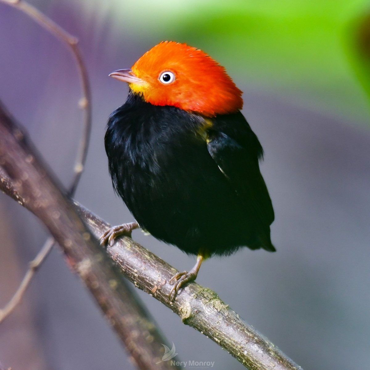 Red-capped Manakin - ML612524660