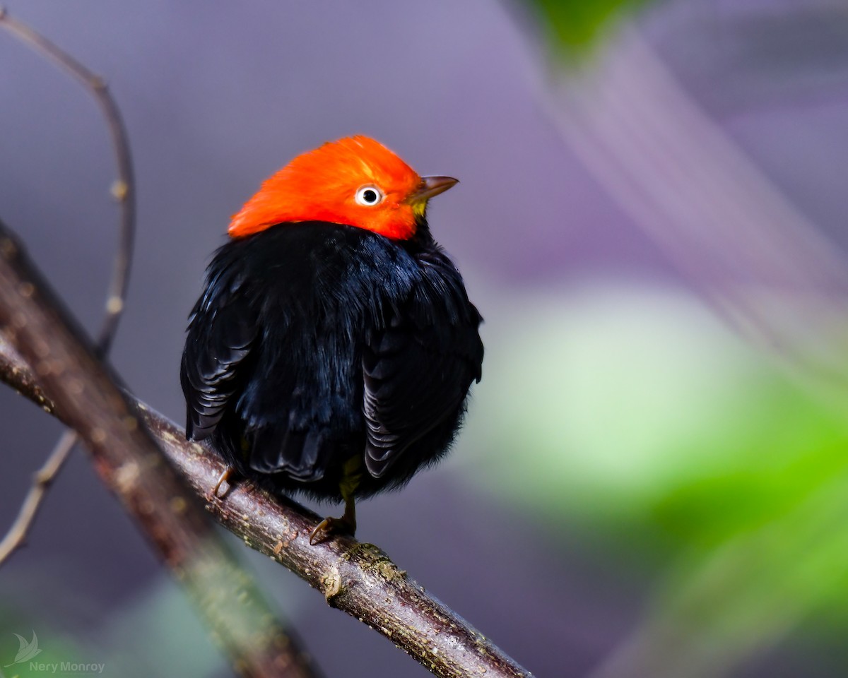 Red-capped Manakin - ML612524662