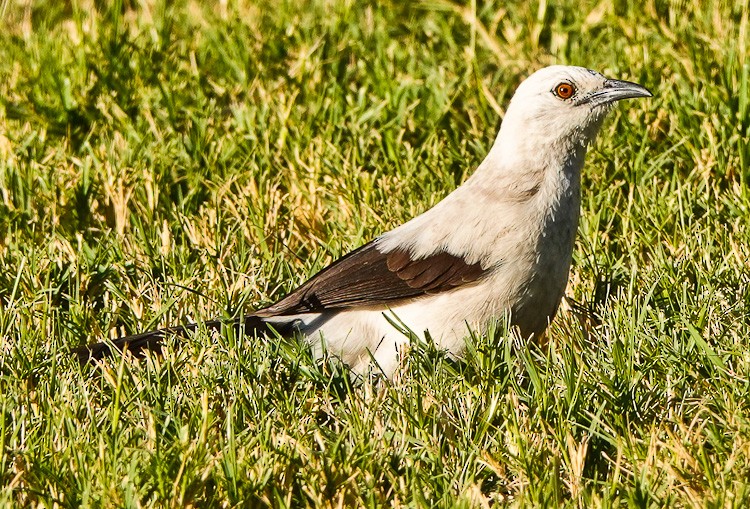 Southern Pied-Babbler - ML612524688