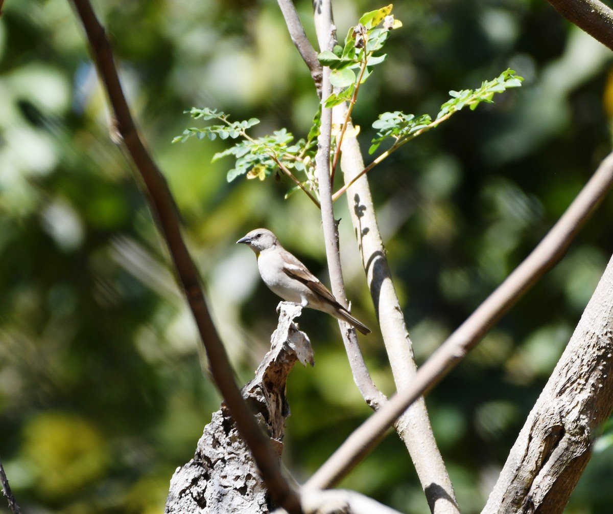 Yellow-throated Sparrow - ML612524729
