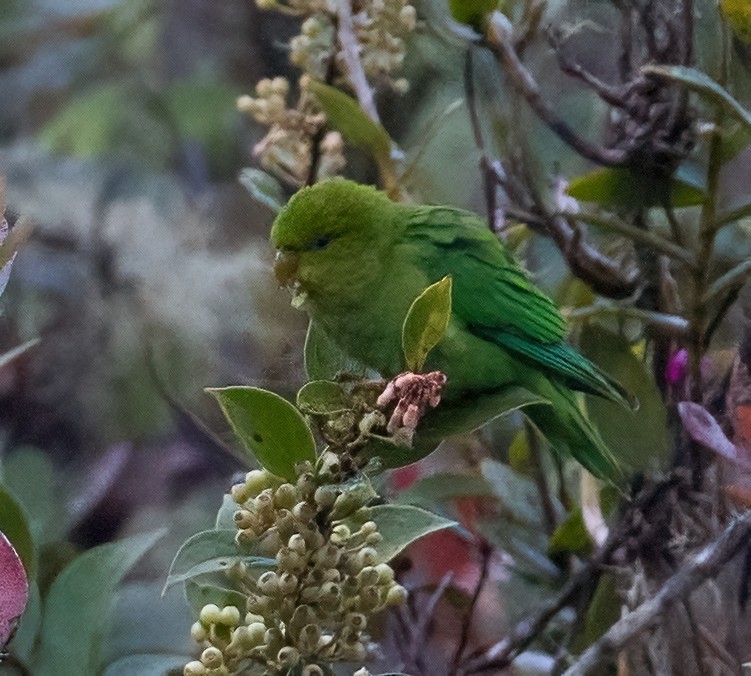 Andean Parakeet - ML612524735