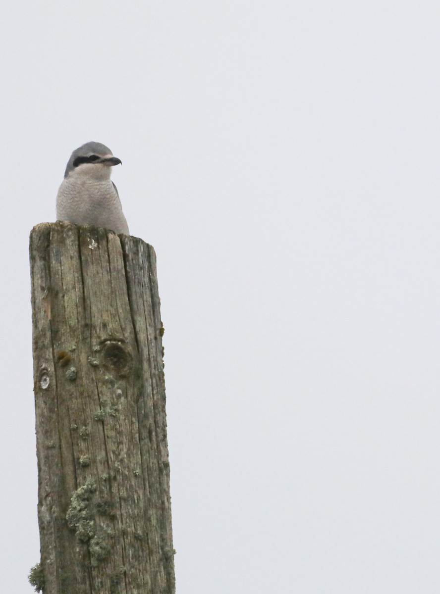 Northern Shrike - cliff utech