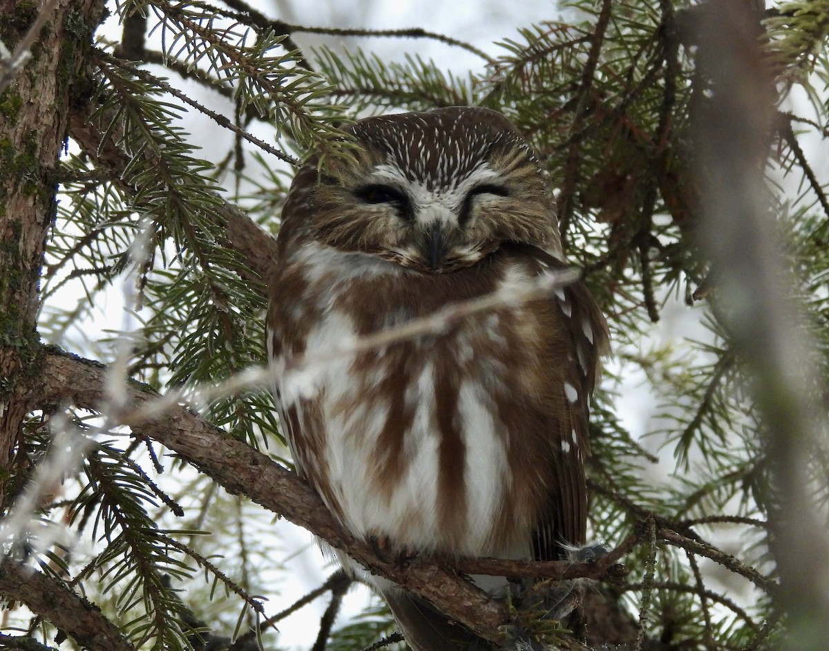 Northern Saw-whet Owl - ML612524794