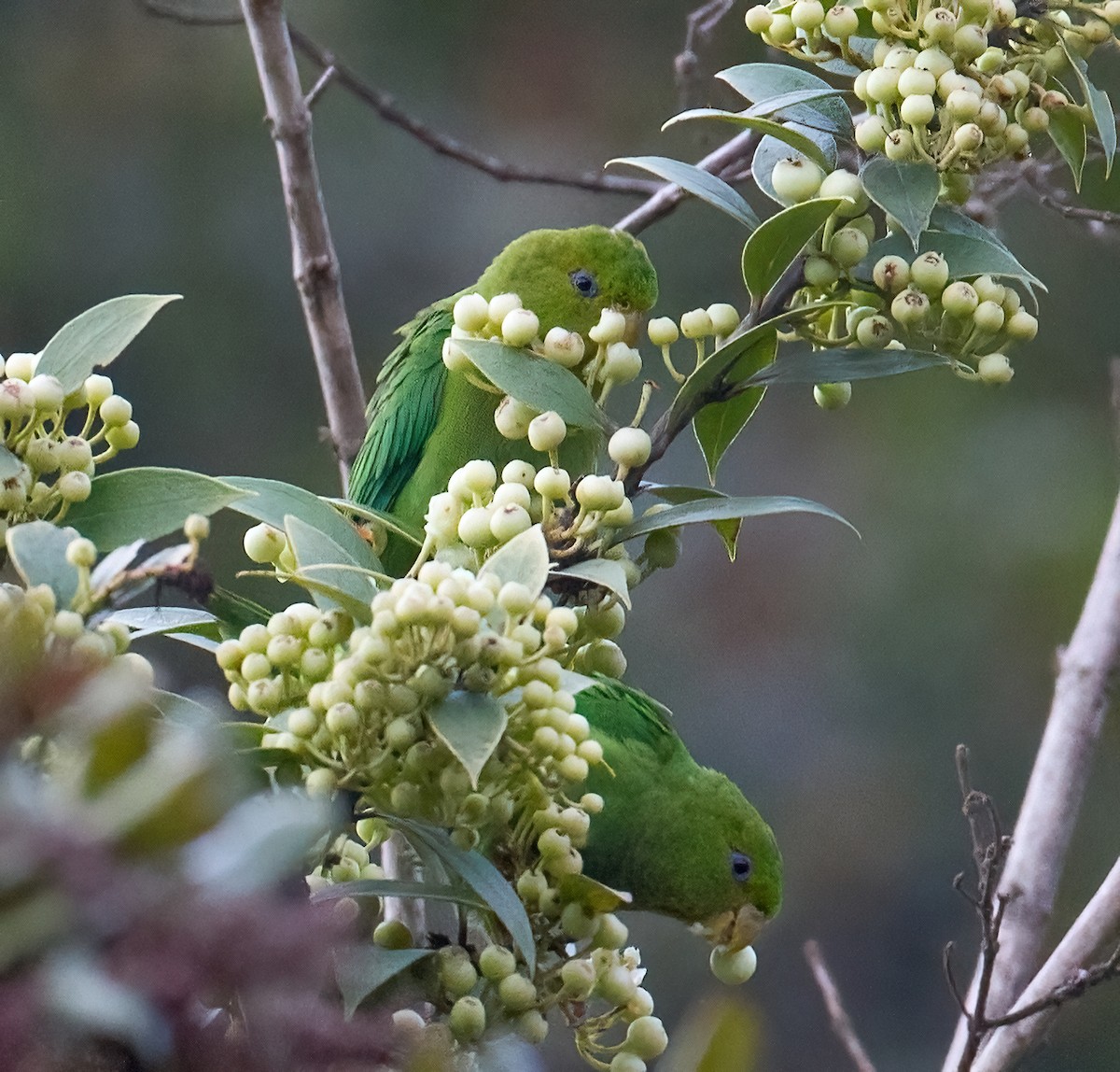 Andean Parakeet - ML612524822