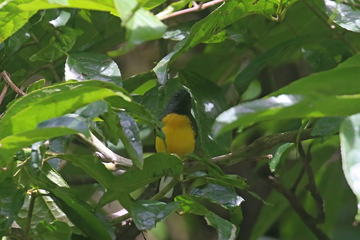 Slate-throated Redstart - Greg Scyphers