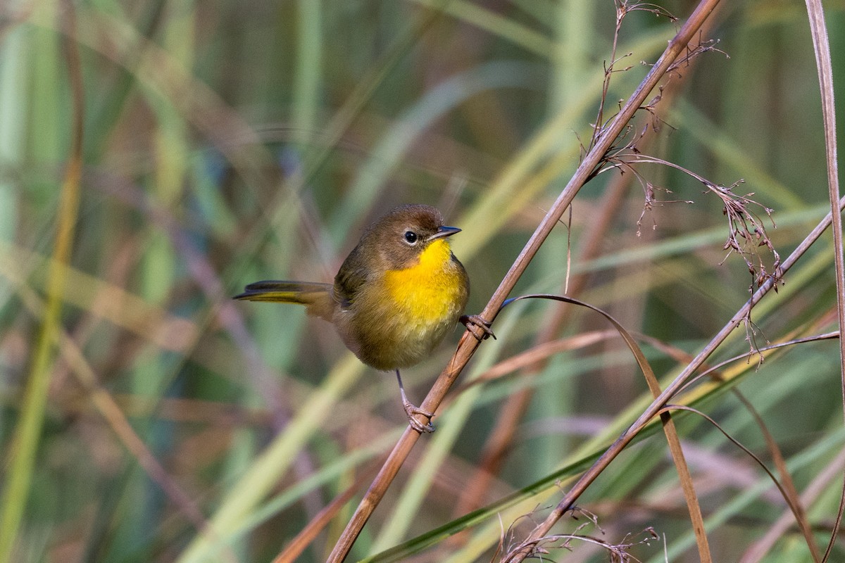 Common Yellowthroat - ML612524877