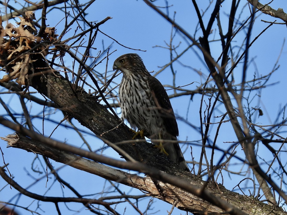 Cooper's Hawk - ML612524891