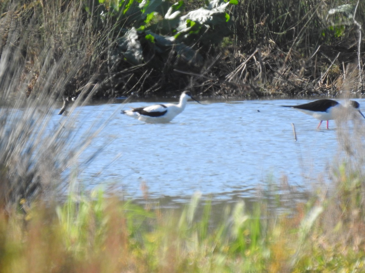 Pied Avocet - ML612524897