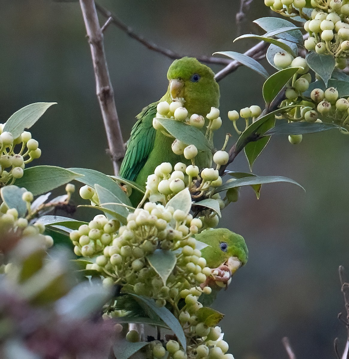 Andean Parakeet - ML612524959