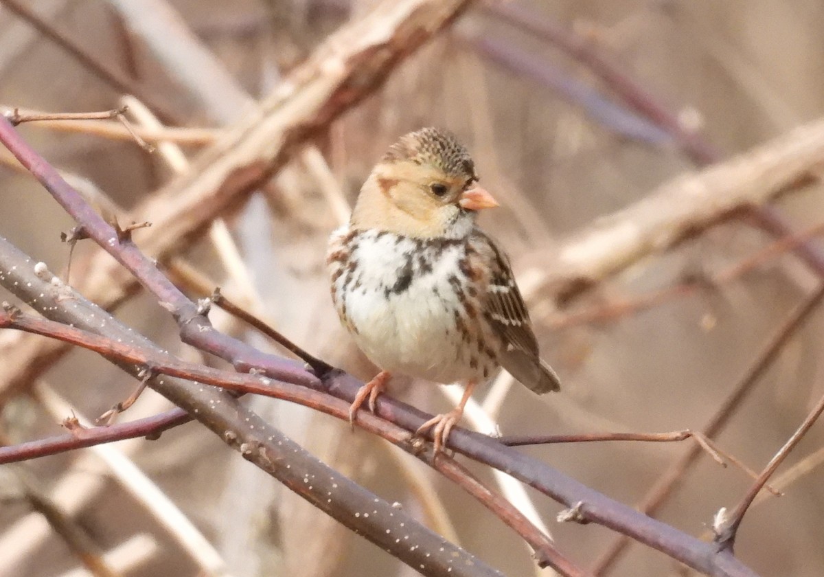 Harris's Sparrow - ML612524970
