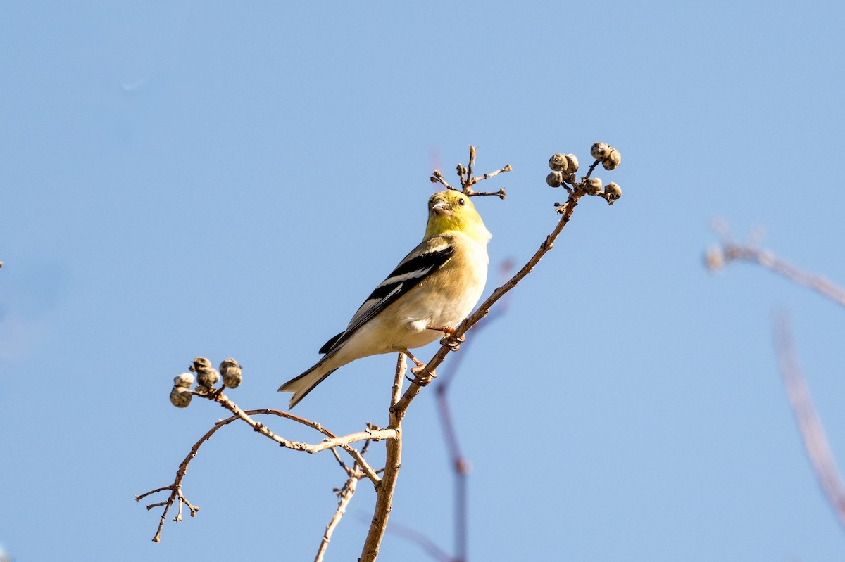 American Goldfinch - ML612525007