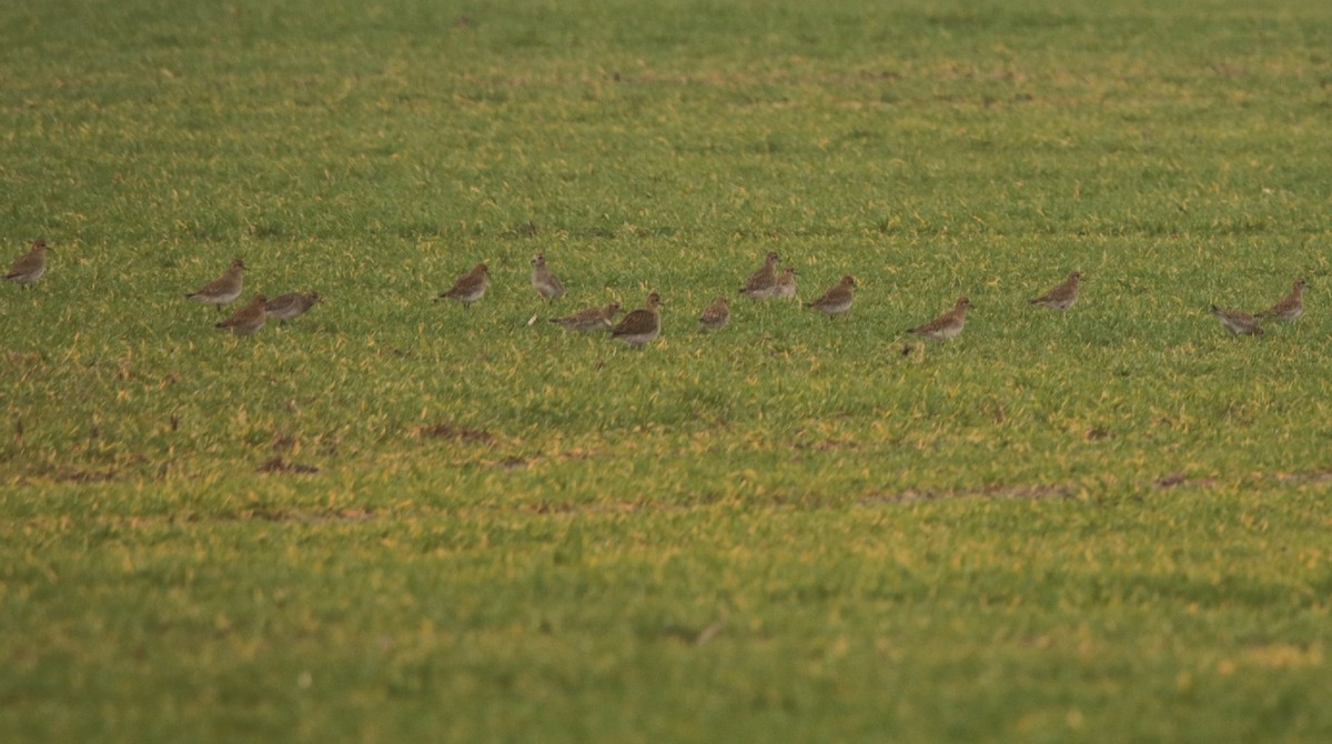 European Golden-Plover - ML612525016